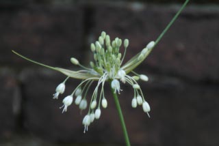 Allium carinatum pulchellum 'Album' bestellen